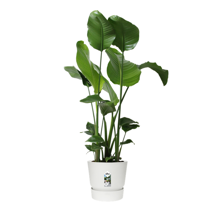 greenville round 30cm white